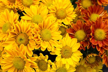 Sarı, altın, kırmızı ve turuncu Sonbahar Kasımpatı çiçekleri Eylül 'de bahçemde çiçek açıyor..