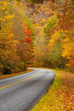 Blue Ridge Parkway 'de renkli sonbahar ağaçları