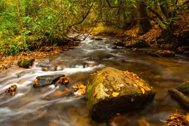 Kuzey Carolina 'daki Smoky Mountains Ulusal Parkı' nda Mingus Mill yakınlarında bir nehir akar.