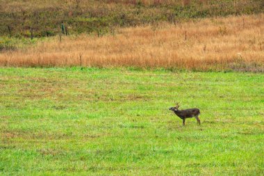 Smoky Dağları Ulusal Parkı 'nın Cades Cove bölümünde açık arazide bir erkek geyik yürüyor.