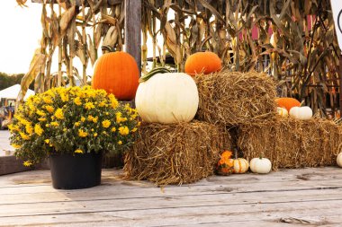 Sonbahar balkabakları ve anneler çiftlikteki eski bir kamyonet yatağında saman balyalarının üzerinde otururlar.