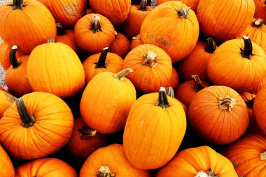 Bir köy çiftliğinde bir kutu dolusu turuncu balkabağı