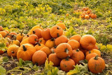 Bir balkabağı yığını çiftlikteki balkabağı tarlasında toplanıp satılmayı bekliyor.