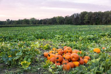 Pumpkins sit in a pumpkin patch in Autumn on the farm in Indiana clipart