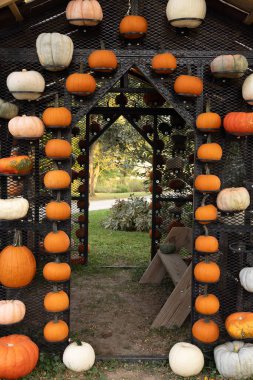 Balkabağı çiftliğindeki eski bir çiftlikte renkli bir sonbahar balkabağı duvarı