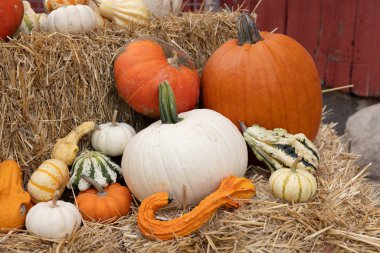 Sonbaharda Indidana 'da bir çiftlikte balya saman üzerinde balkabağı ve kabak gösterisini kapat.