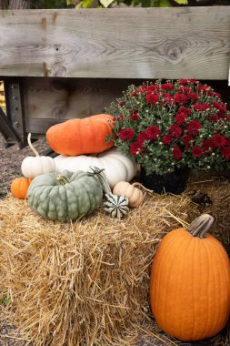  Yeşil, turuncu ve beyaz balkabakları ve kırmızı anneler bir çiftlikteki bu sonbahar sahnesinde saman balyasının üzerinde otururlar.