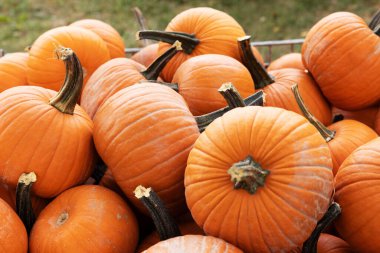 Sonbaharda Indiana 'da bir balkabağı çiftliğinde satılık turuncu balkabağı dolu bir teneke kutu.