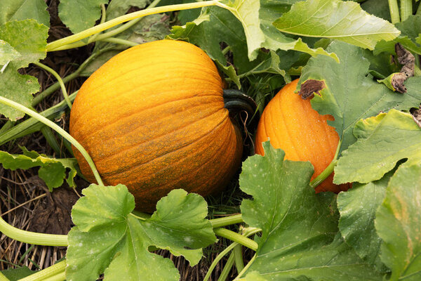 Pumpkins growing on the vine in a pumpkin patch on a farm in Autumn