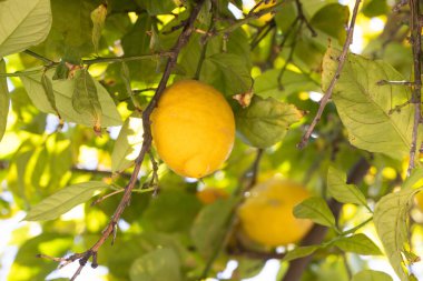 Arizona 'daki yemyeşil ağaçlardan sarkan parlak limonlar. Canlı meyveler, açık mavi gökyüzünün ortasında başarılı bir hasat mevsimine işaret ediyor..