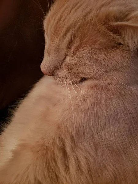 椅子の上で寝るクリームタビー猫 — ストック写真