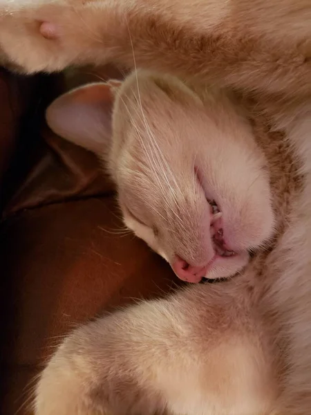 Sleeping Cream Tabby Cat Sur Une Chaise — Photo