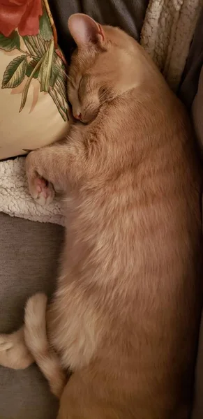Slapen Crème Tabby Cat Een Stoel — Stockfoto