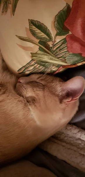 Sleeping Cream Tabby Cat Stol — Stockfoto