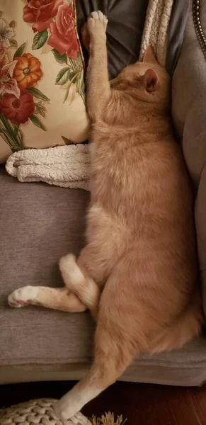 Κρέμα Ύπνου Tabby Cat Μια Καρέκλα — Φωτογραφία Αρχείου