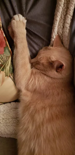 Crema Para Dormir Tabby Cat Una Silla —  Fotos de Stock