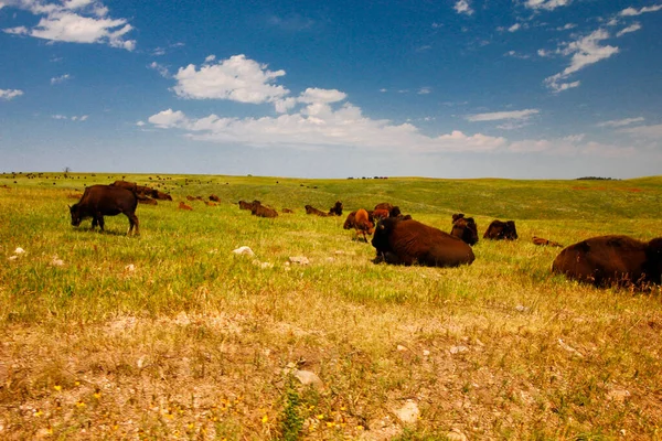Bison Summer Custer State Park South Dakota — Stock Photo, Image