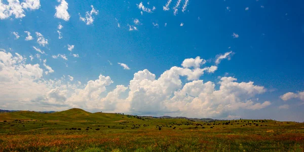 Pohled Bizon Herd Custer State Park Jižní Dakota — Stock fotografie