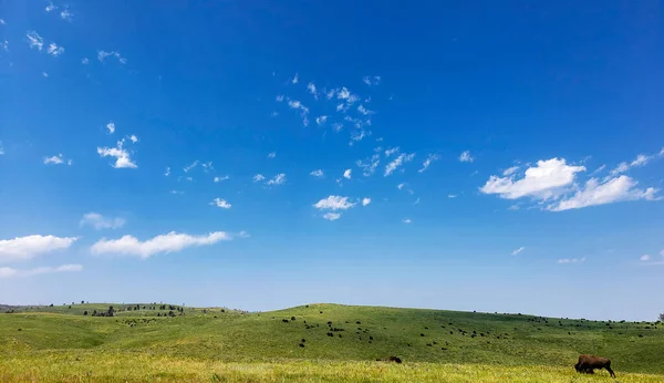 Bison Summer Custer State Park South Dakota — 스톡 사진