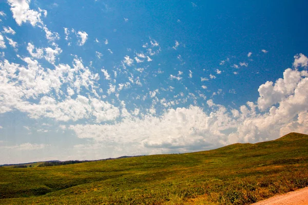 Bizon Létě Custer State Park Jižní Dakota — Stock fotografie