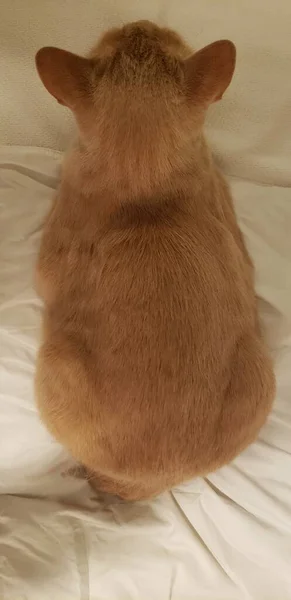 Cream Tabby Cat Een Breadloaf Positie Van Bovenaf Bekeken — Stockfoto