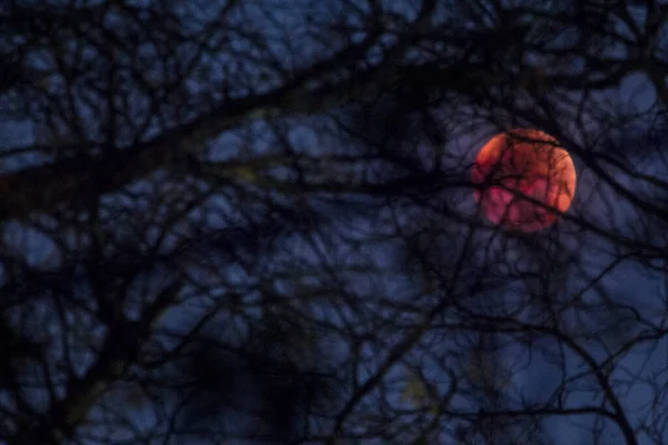 Lunar Eclipse November 2022 Ohio Columbus — 스톡 사진