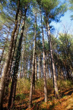 Uzun Pines Bölgesi, Walnut Woods Metro Parkı, Groveport, Ohio