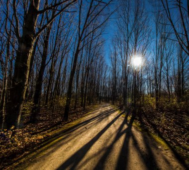 Uzun Pines Bölgesi, Walnut Woods Metro Parkı, Groveport, Ohio