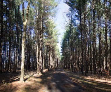 Uzun Pines Bölgesi, Walnut Woods Metro Parkı, Groveport, Ohio
