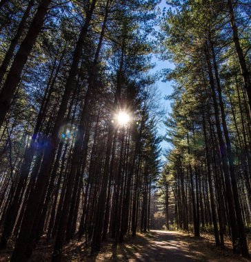Uzun Pines Bölgesi, Walnut Woods Metro Parkı, Groveport, Ohio