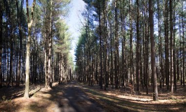 Uzun Pines Bölgesi, Walnut Woods Metro Parkı, Groveport, Ohio