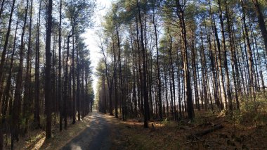 Uzun Pines Bölgesi, Walnut Woods Metro Parkı, Groveport, Ohio