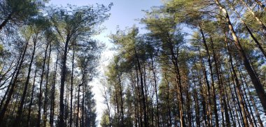 Uzun Pines Bölgesi, Walnut Woods Metro Parkı, Groveport, Ohio