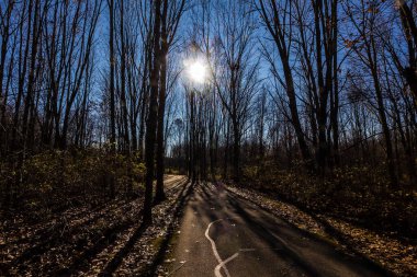 Uzun Pines Bölgesi, Walnut Woods Metro Parkı, Groveport, Ohio