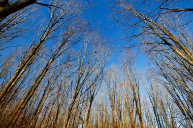 Uzun Pines Bölgesi, Walnut Woods Metro Parkı, Groveport, Ohio