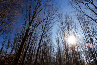 Uzun Pines Bölgesi, Walnut Woods Metro Parkı, Groveport, Ohio