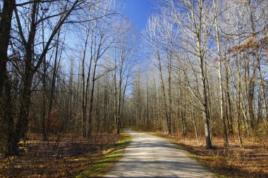 Uzun Pines Bölgesi, Walnut Woods Metro Parkı, Groveport, Ohio