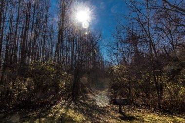 Uzun Pines Bölgesi, Walnut Woods Metro Parkı, Groveport, Ohio