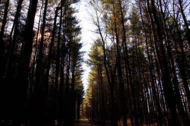 Uzun Pines Bölgesi, Walnut Woods Metro Parkı, Groveport, Ohio