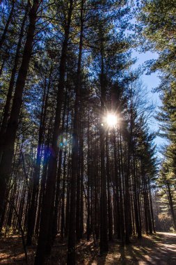 Uzun Pines Bölgesi, Walnut Woods Metro Parkı, Groveport, Ohio
