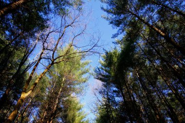 Uzun Pines Bölgesi, Walnut Woods Metro Parkı, Groveport, Ohio