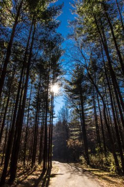 Uzun Pines Bölgesi, Walnut Woods Metro Parkı, Groveport, Ohio