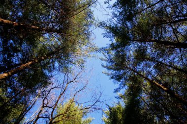 Uzun Pines Bölgesi, Walnut Woods Metro Parkı, Groveport, Ohio