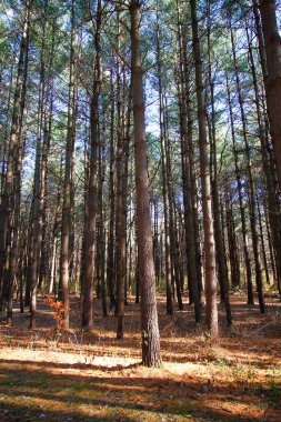 Uzun Pines Bölgesi, Walnut Woods Metro Parkı, Groveport, Ohio