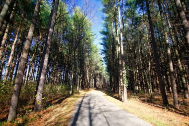 Uzun Pines Bölgesi, Walnut Woods Metro Parkı, Groveport, Ohio