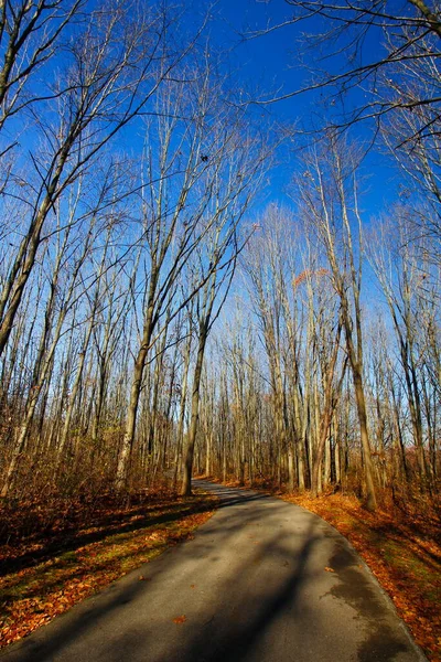Uzun Pines Bölgesi Walnut Woods Metro Parkı Groveport Ohio — Stok fotoğraf