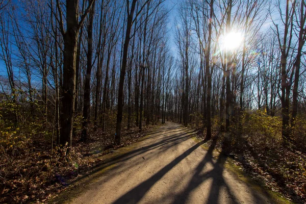 Vysoké Borovice Walnut Woods Metro Park Groveport Ohio — Stock fotografie