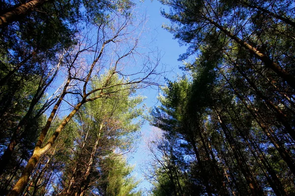 Tall Pines Area Walnut Woods Metro Park Groveport Ohio — Stock Photo, Image