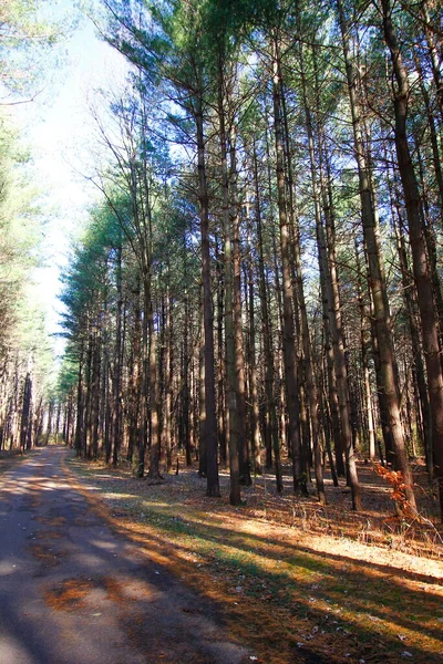 stock image Tall Pines Area, Walnut Woods Metro Park, Groveport, Ohio