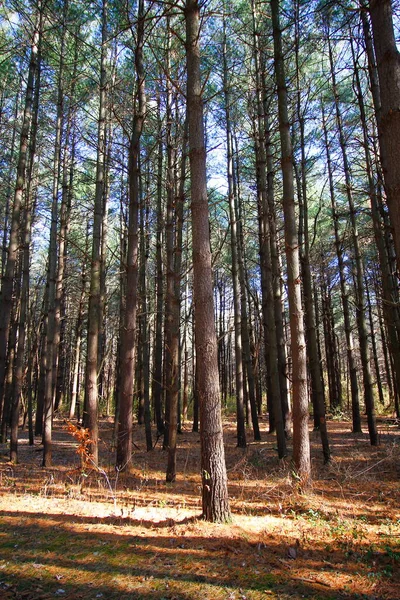 Tall Pines Area Walnut Woods Metro Park Groveport Ohio — Stockfoto
